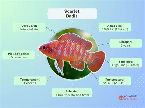 The Ultimate Guide to Scarlet Badis Care and Breeding.